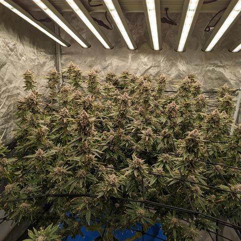 FX3 -FSTS x Solfire Cup 2023  growlog timeline photo