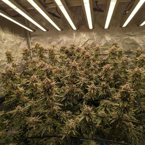 FX3 -FSTS x Solfire Cup 2023  growlog timeline photo