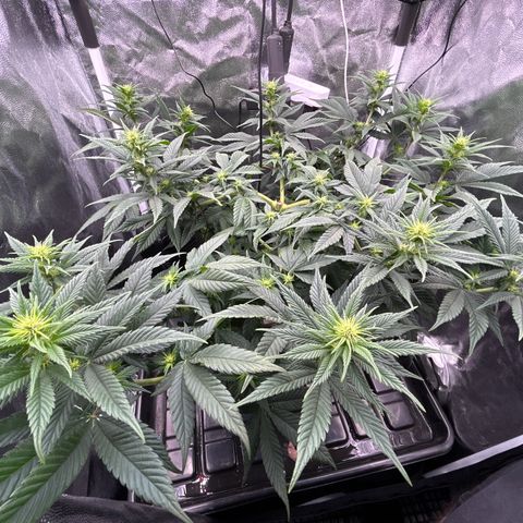 A primeira growlog timeline photo