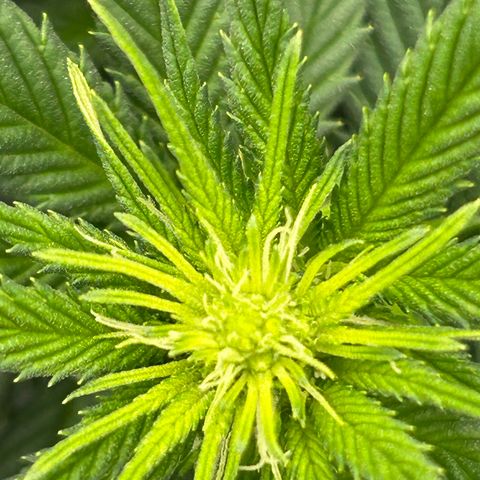 A primeira growlog timeline photo