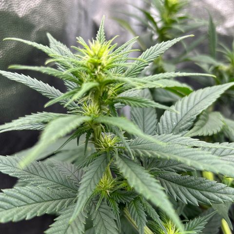 A primeira growlog timeline photo