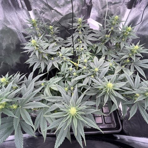 A primeira growlog timeline photo