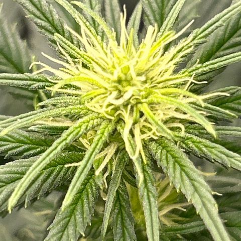 A primeira growlog timeline photo