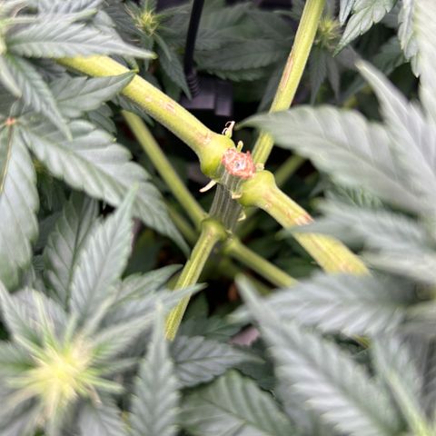 A primeira growlog timeline photo