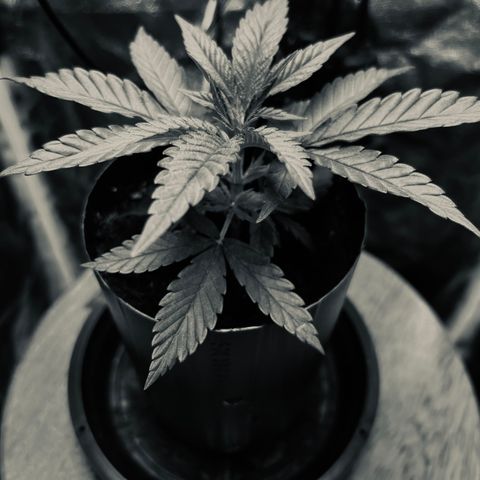 A primeira growlog timeline photo
