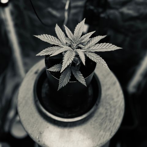 A primeira growlog timeline photo