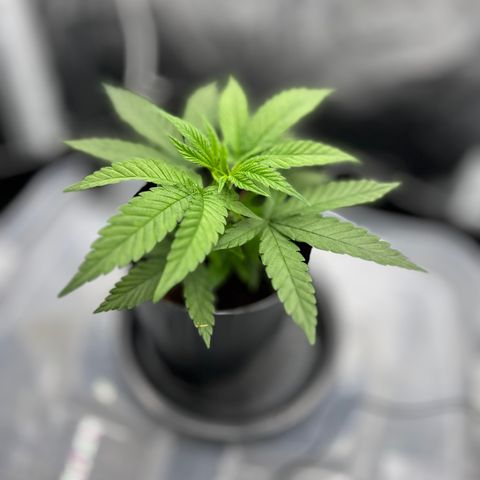 A primeira growlog timeline photo