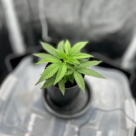 A primeira growlog timeline photo