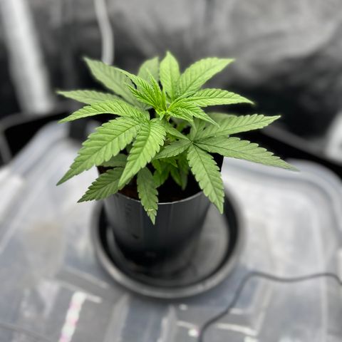 A primeira growlog timeline photo