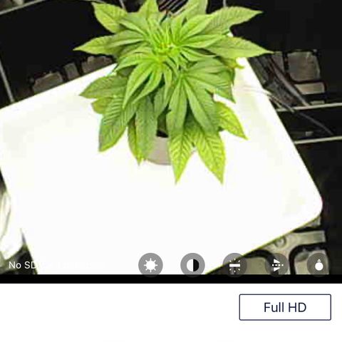 A primeira growlog timeline photo