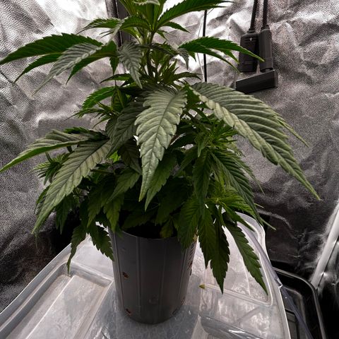 A primeira growlog timeline photo