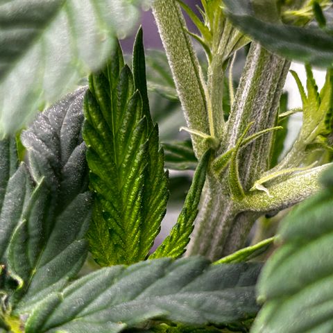 A primeira growlog photo: Mostrou sexo.