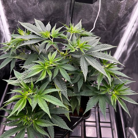 A primeira growlog timeline photo