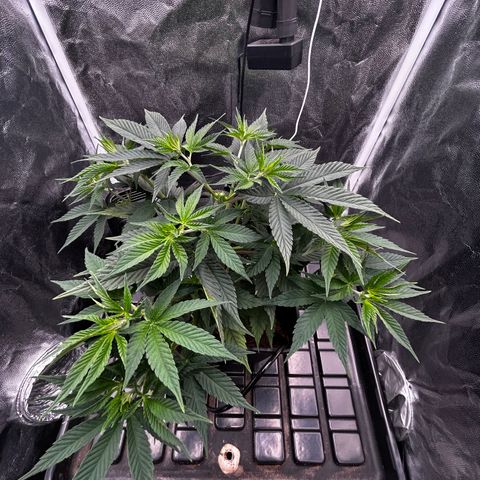 A primeira growlog timeline photo