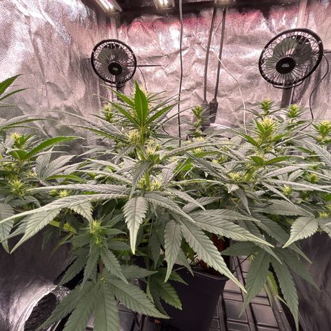 A primeira growlog timeline photo