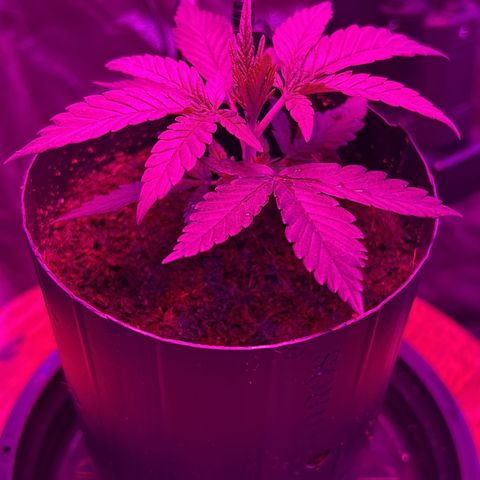 A primeira growlog timeline photo