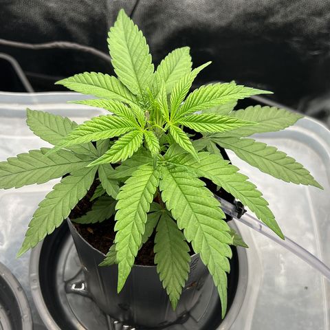 A primeira growlog timeline photo