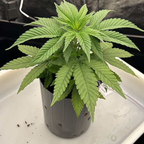 A primeira growlog timeline photo