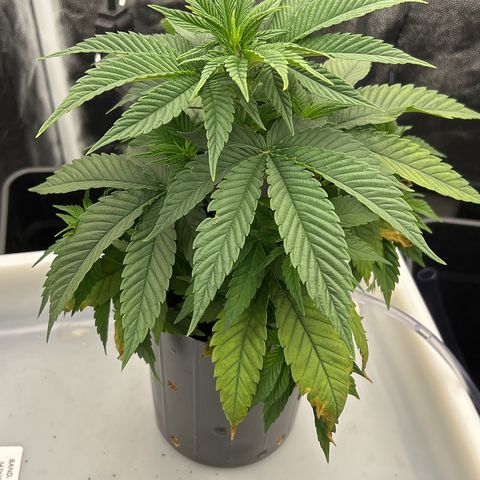 A primeira growlog timeline photo