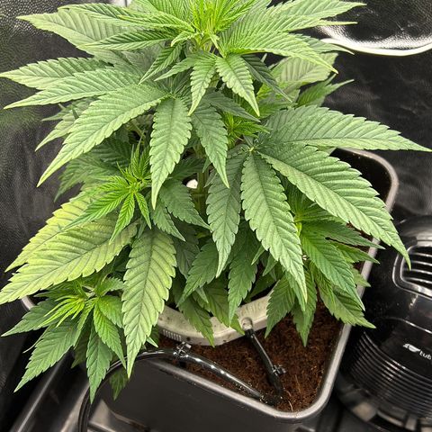 A primeira growlog timeline photo