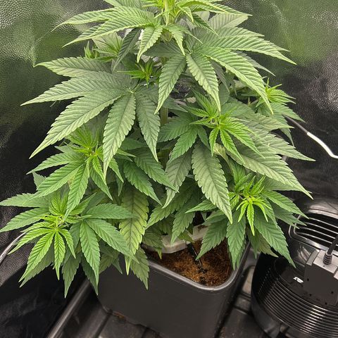 A primeira growlog timeline photo