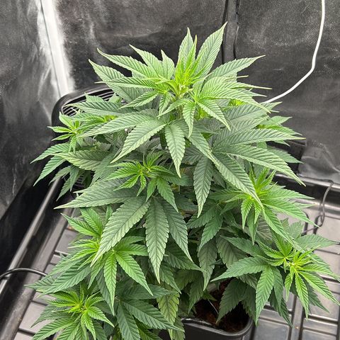 A primeira growlog timeline photo