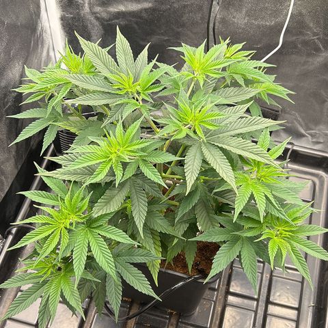 A primeira growlog timeline photo