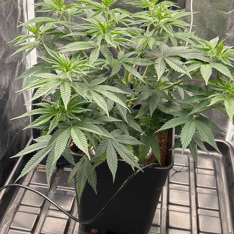 A primeira growlog timeline photo