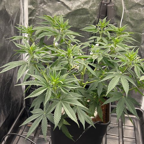 A primeira growlog timeline photo