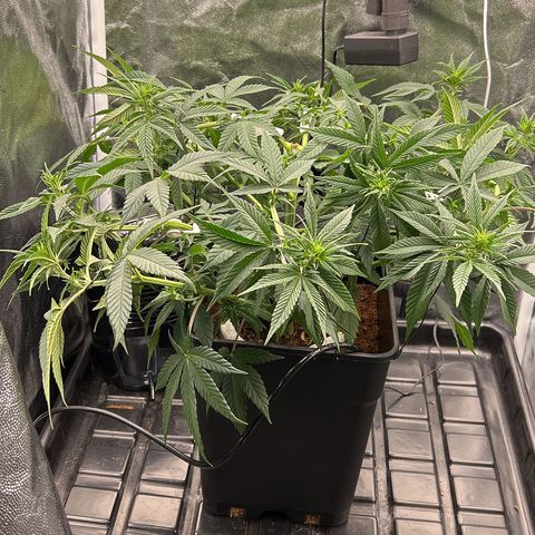 A primeira growlog timeline photo