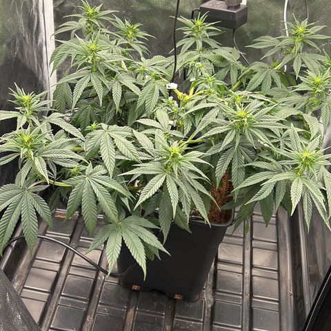 A primeira growlog timeline photo