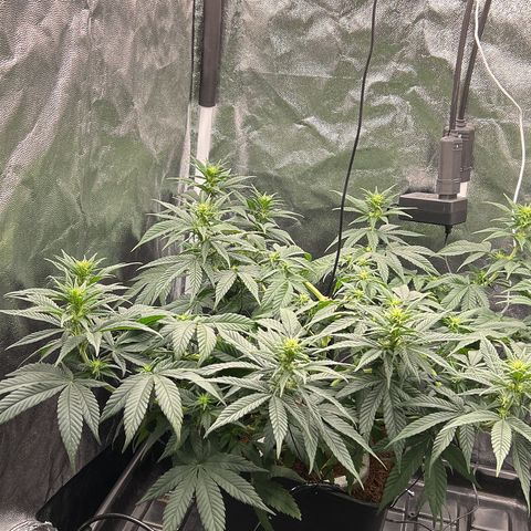 A primeira growlog timeline photo