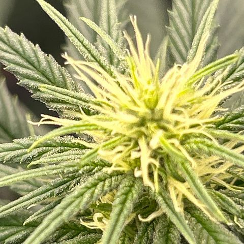 A primeira growlog timeline photo