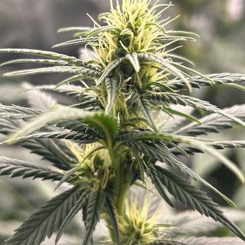 A primeira growlog timeline photo