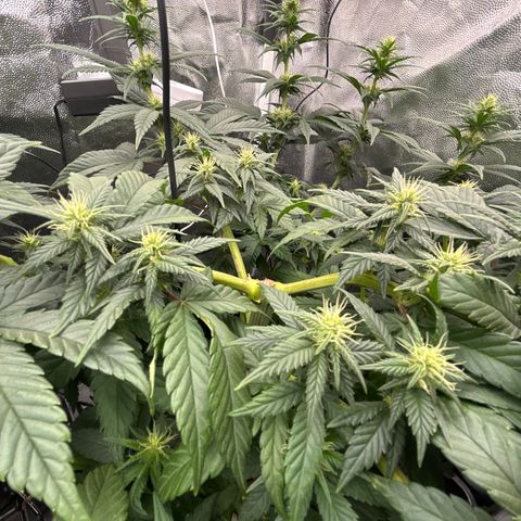 A primeira growlog timeline photo