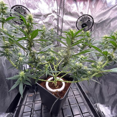 A primeira growlog timeline photo