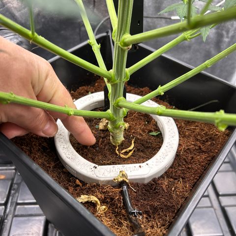 A primeira growlog timeline photo
