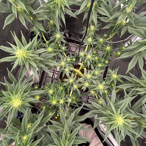 A primeira growlog timeline photo