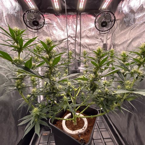 A primeira growlog timeline photo