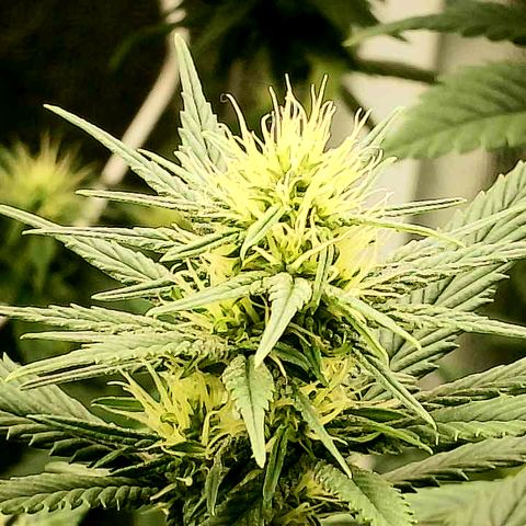 A primeira growlog timeline photo