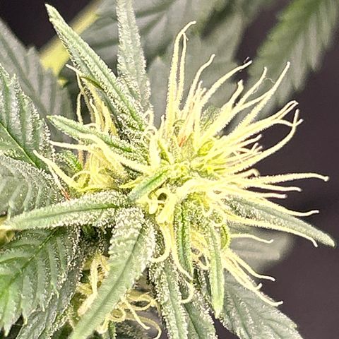 A primeira growlog photo: Início mudança cor dos pistolis 