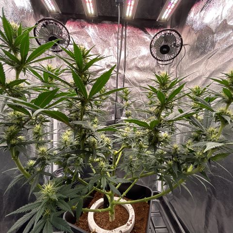 A primeira growlog timeline photo