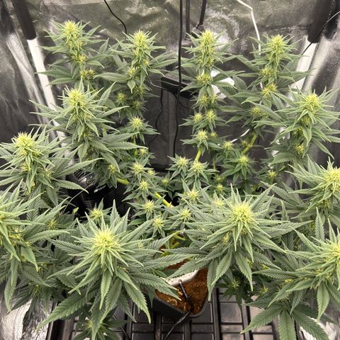 A primeira growlog timeline photo