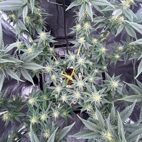 A primeira growlog timeline photo
