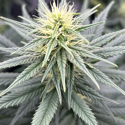 A primeira growlog timeline photo