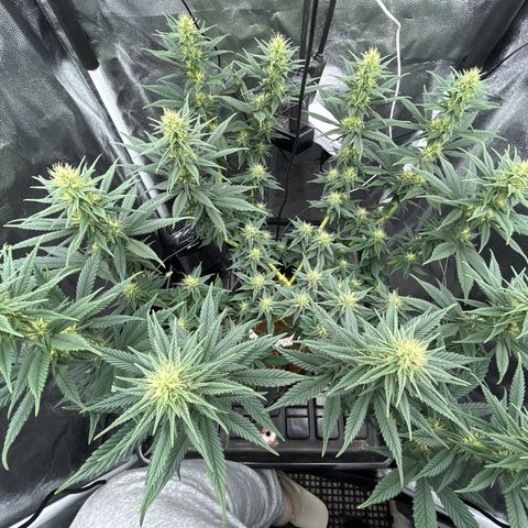 A primeira growlog timeline photo