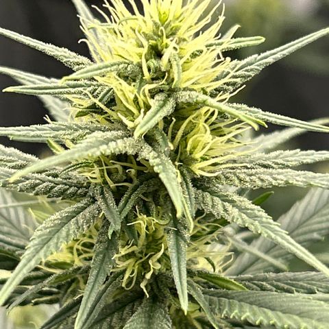 A primeira growlog timeline photo