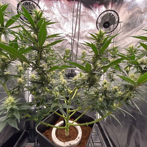 A primeira growlog timeline photo