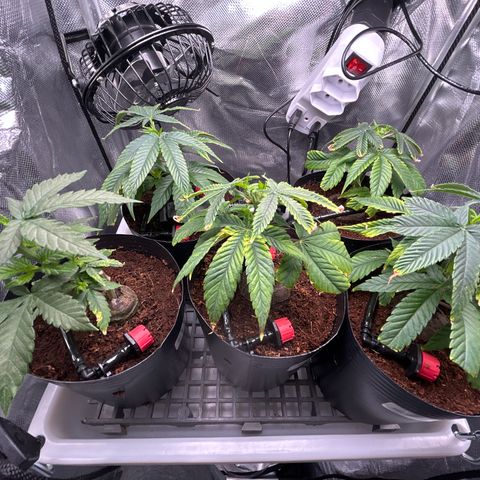 A primeira growlog timeline photo