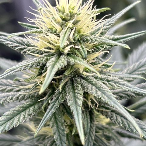 A primeira growlog timeline photo